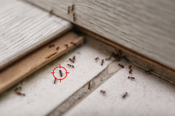 Best Rat Extermination Near Me  in Keystone Heights, FL