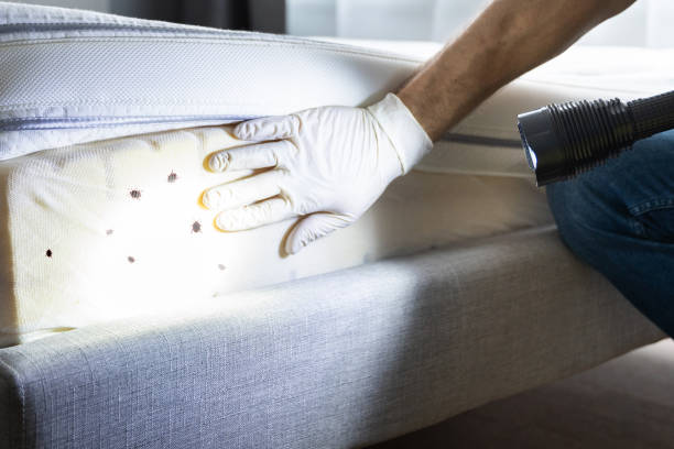 Best Affordable Pest Control Services  in Keystone Heights, FL