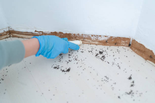 Best Pest Control Treatment  in Keystone Heights, FL